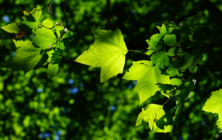 The Importance Of Trees