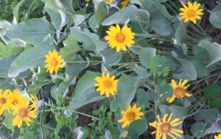 native candian plant