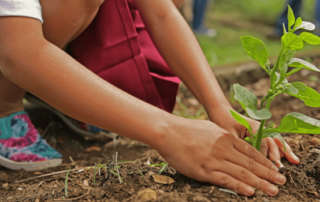 planting-trees
