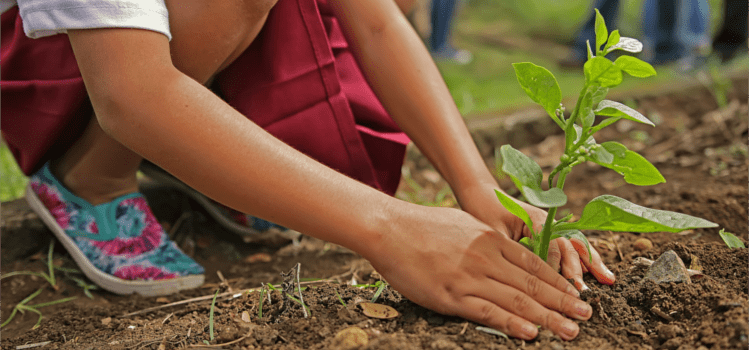 planting-trees