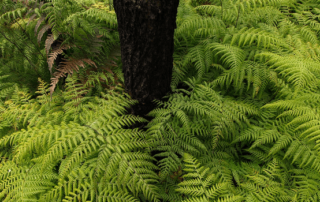 Alternatives To Traditional Lawn - Ferns