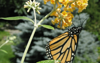 why insects are important to plants