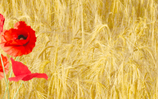 The Poppy Flower - Grains