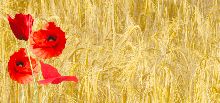 The Poppy Flower - Grains