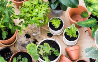 soil for indoor plants
