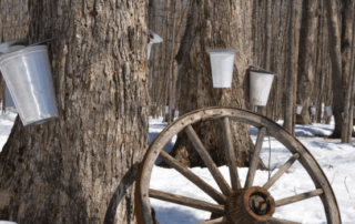 maple vs birch syrup