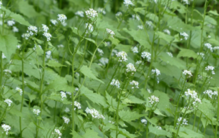 garlic-mustard