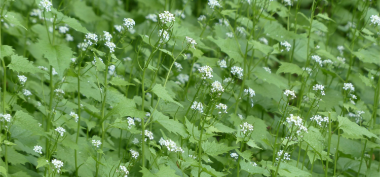 garlic-mustard